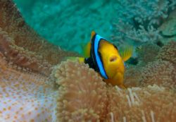 Angry Nemo - Canon 350D/20mm/Ike DS-125 X 2/HID Light Can... by Dallas Poore 